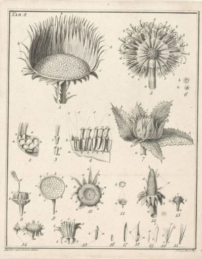 Flowers, Tab. 8