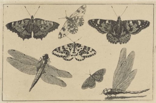 Two Dragonflies and Five Butterflies