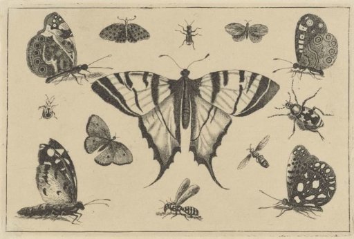 Butterflies, Wasp and Other Insects