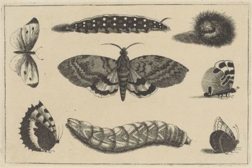 Three Caterpillars, a Moth and Four Butterflies