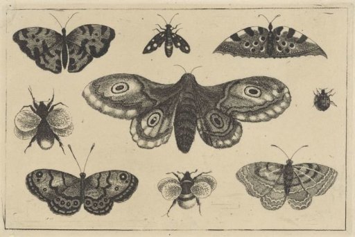 Moth, Four Butterflies, Two Bumblebees and Two Other Insects