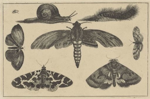 Three Moths, Butterflies, Beetle, Snail and Caterpillar