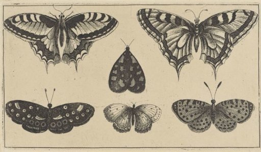 Five Butterflies and a Moth