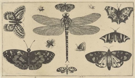 Dragonfly, Ladybirds and Butterflies