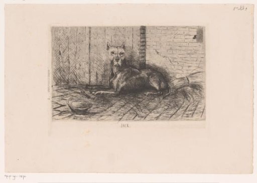 Dog in the Courtyard