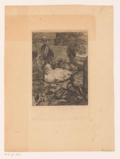 Chickens, ducks and a rooster