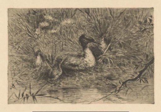 Waterbird with crest on a nest by the water