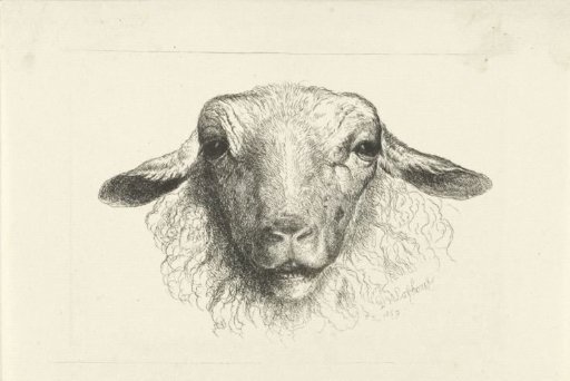 Head of a sheep, from the front