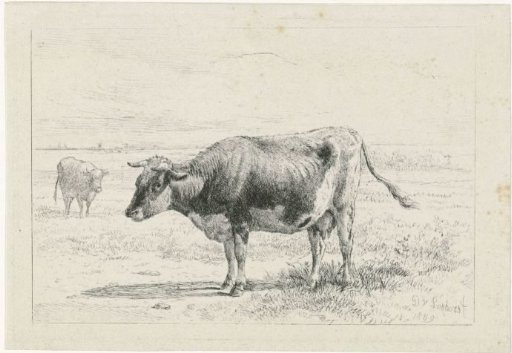 Two Cows in a Meadow