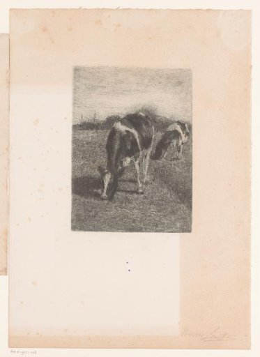 Two cows grazing in a meadow