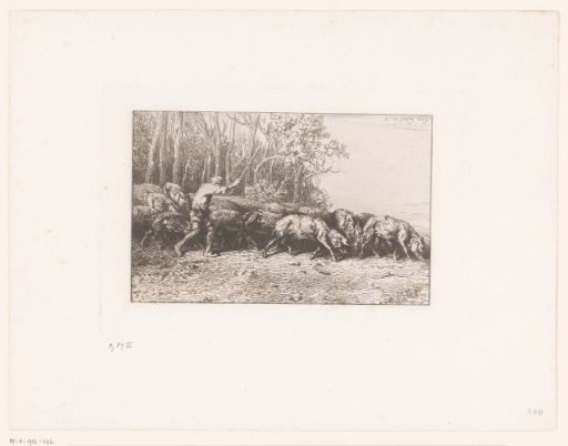 Farmer driving his herd of pigs out of the forest