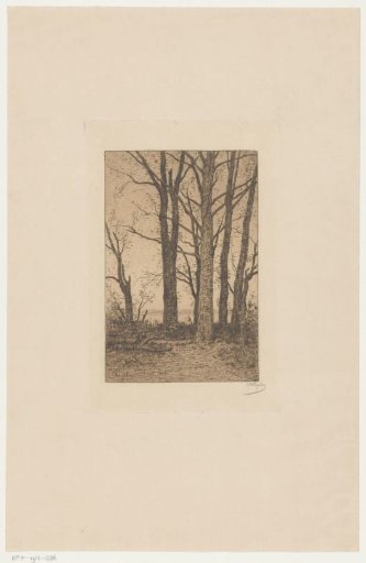 Tall Trees Along a River