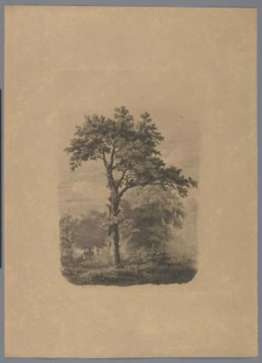 Single Deciduous Tree in a Landscape
