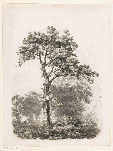 Solitary deciduous tree in a landscape