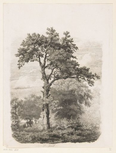Solitary deciduous tree in a landscape