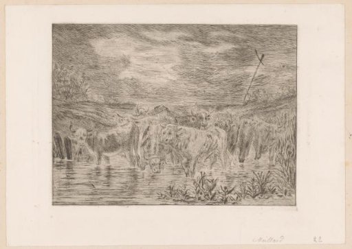 Herd of Cattle in a Pool of Water