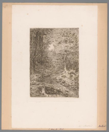 Waterfall along a Forest Path