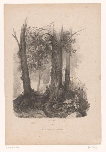 Group of trees in a forest