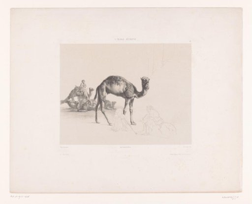Camels with drivers in Baalbek