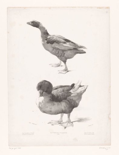 Study of a goose and a duck