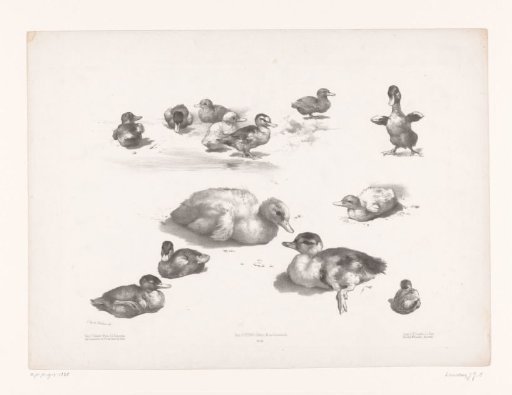 Studies of ducks and ducklings