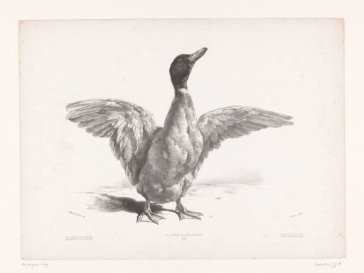 Study of a duck with spread wings