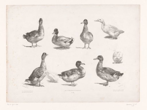 Nine studies of ducks