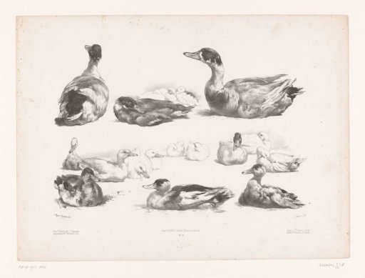 Studies of groups of reclining ducks