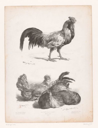 Studies of a rooster and two hens