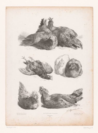 Studies of six live chickens and a dead chicken