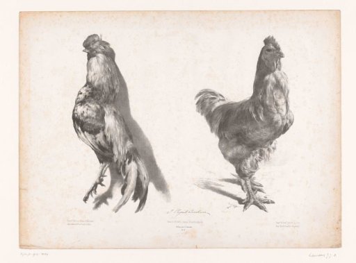 Study of a dead and a live chicken