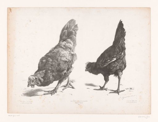 Study of two chickens