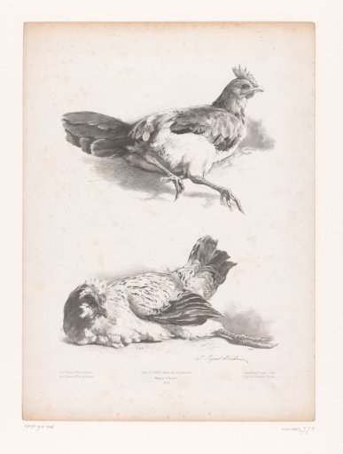 Study of two reclining chickens