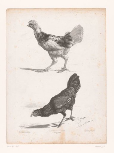 Study of two chickens