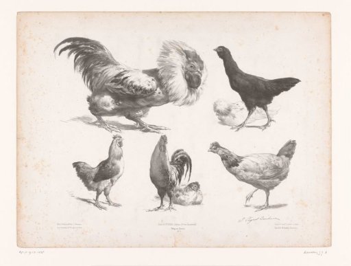 Studies of different kinds of chickens