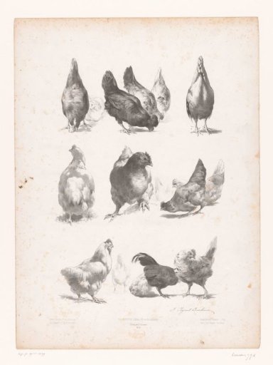 Studies of sixteen chickens