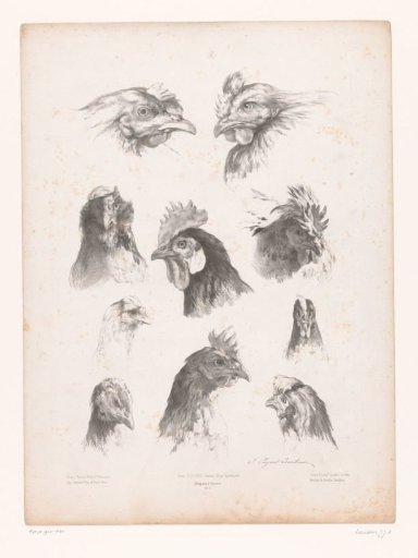 Studies of ten heads of different chickens