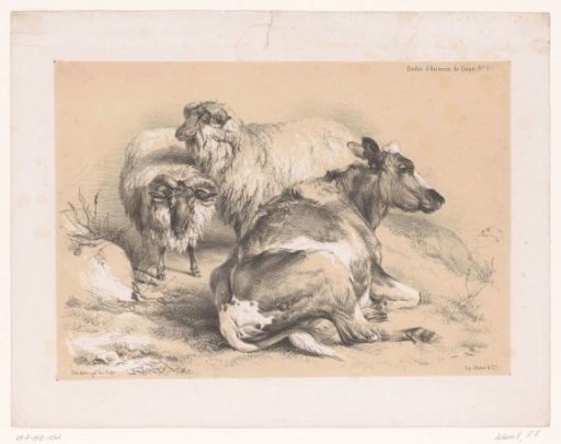 Study of two sheep and a cow