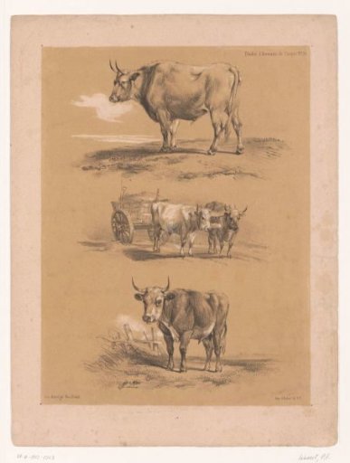 Three studies of oxen and an ox wagon