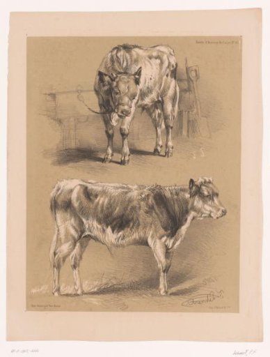 Two studies of an ox