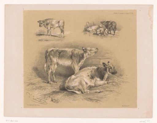Three studies of cattle