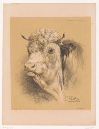 Study of an ox