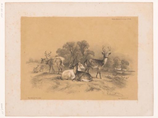 Study of a herd of red deer