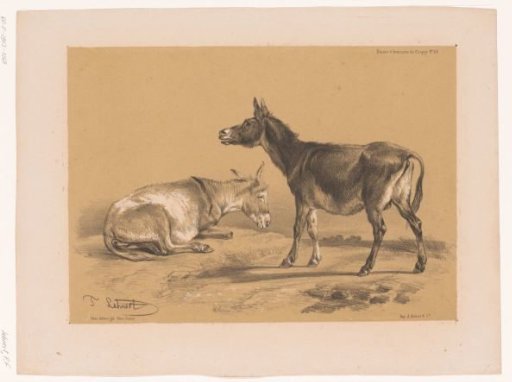 Study of two donkeys