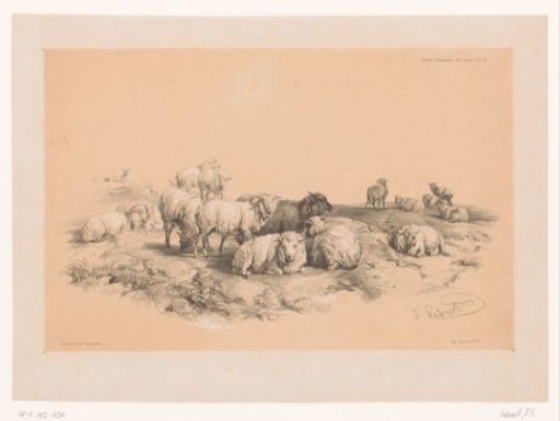 Study of a flock of sheep