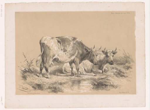 Study of two cows