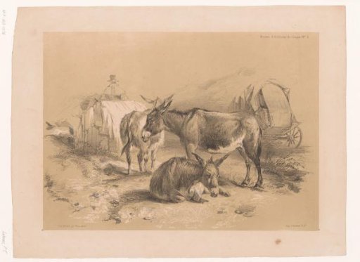 Study of three donkeys