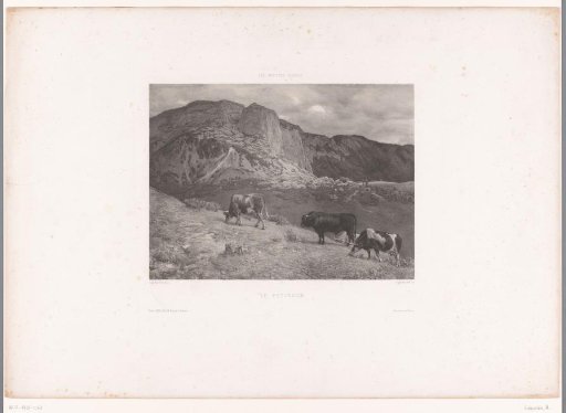 Grazing cows in a mountain meadow