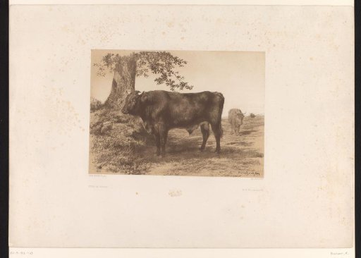 Spanish Bull at a Tree