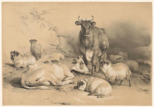Two cows among a flock of sheep